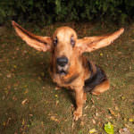 Longest ears on a dog ever Tigger portrait tcm25 436249