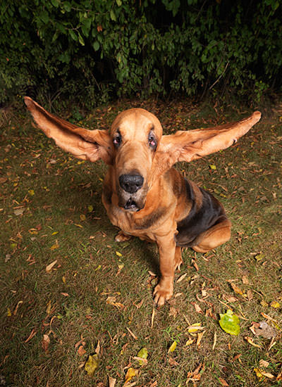 Longest ears on a dog ever Tigger portrait tcm25 436249