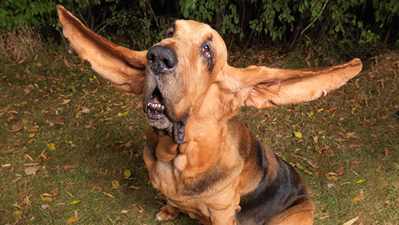 Longest ears on a dog ever Tigger tcm25 436248