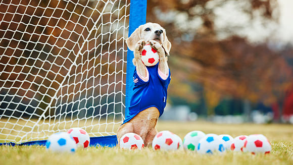 most balls caught by a dog with the paws in one minute header tcm25 395328
