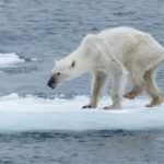 polar bear tragedy svalbard norway 1 889x592