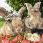 0 bunny wedding 01 800x498