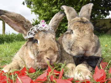 0 bunny wedding 01 800x498