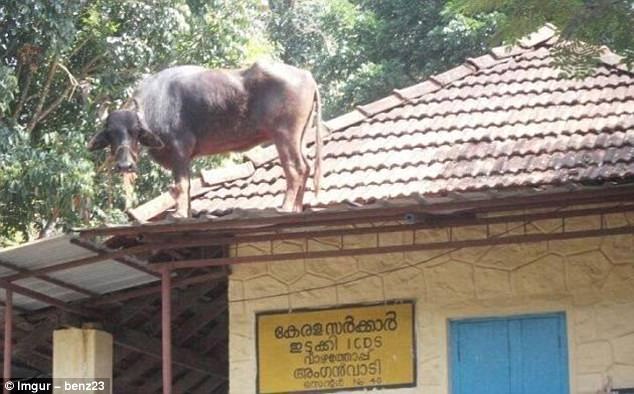 3F63020500000578 4425880 How now Last time we checked cows couldn t climb up buildings so a 14 1492677240355