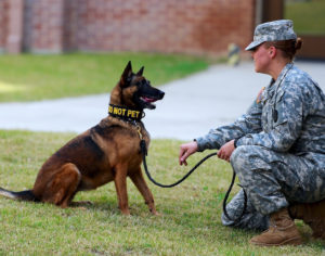military dogs