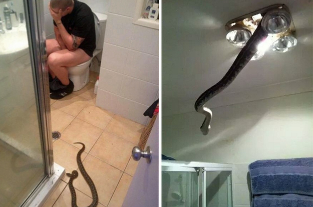 22 photos that prove australia is hell for ophidi 2 6844 1490055971 6 dblbig