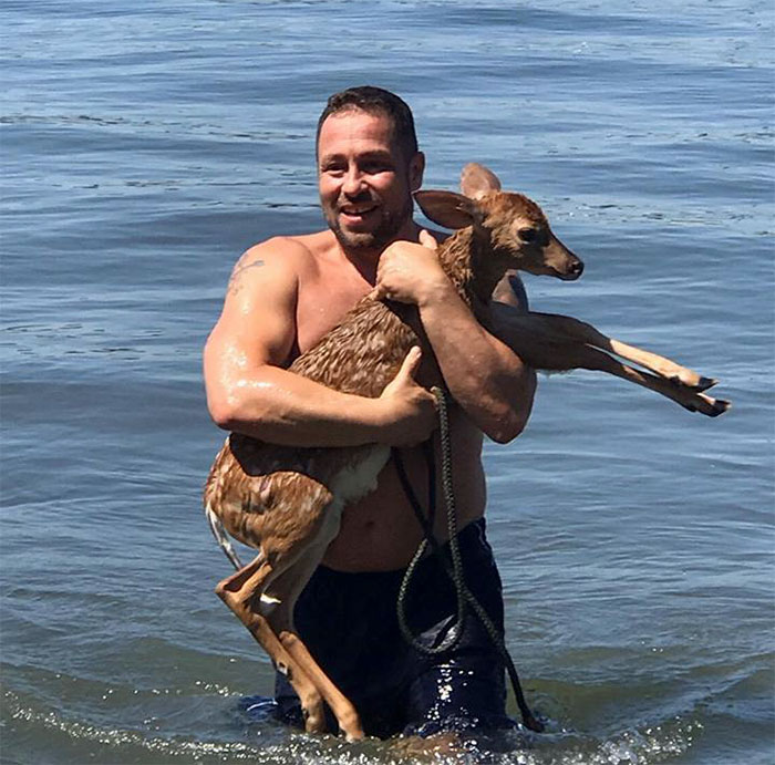 dog saves drowning baby deer storm 1
