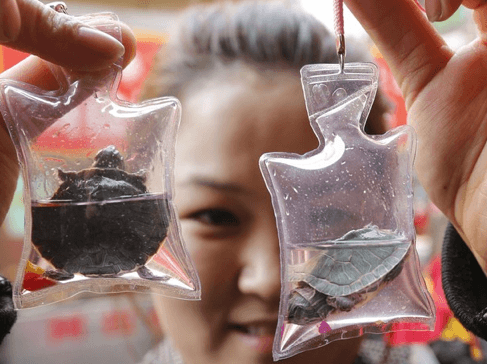 In China Animals are Trapped and Sold as Key chains – Alive 1
