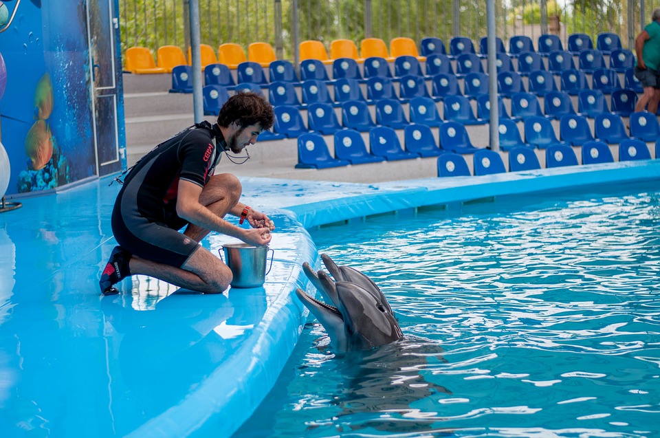 dolphin training degree program